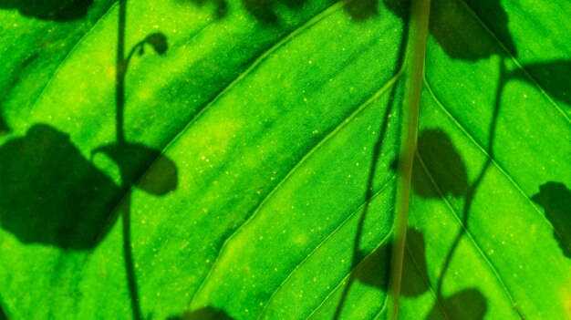 Green leaf with shadow leaves blurred