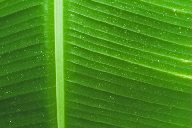 Green leaf with striped background  banana leaf