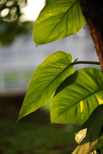 A green leaf with the sun shining on it.