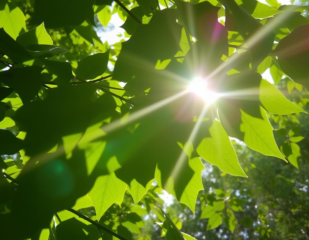 Photo a green leaf with the sun shining through it