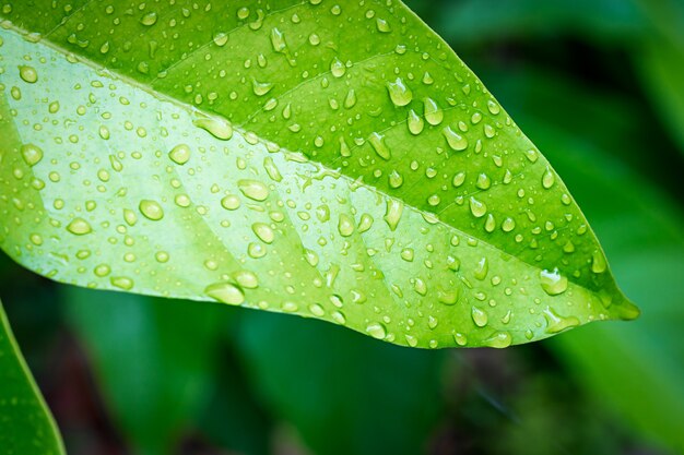 Green leaf with water drop