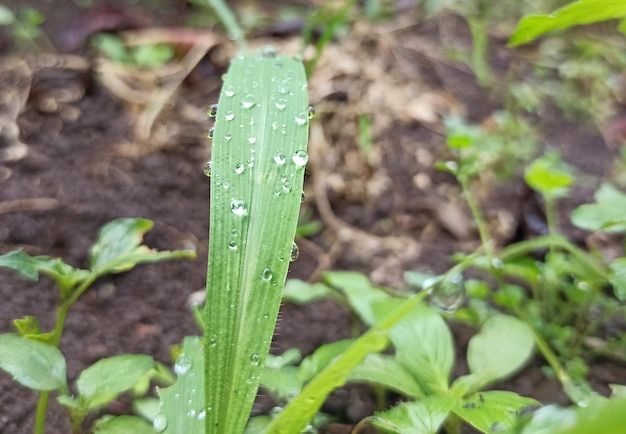 A green leaf with water droplets on it