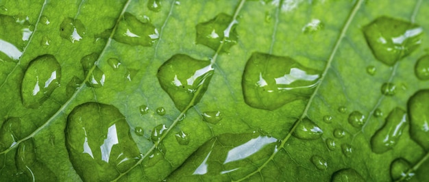 A green leaf with water droplets on it