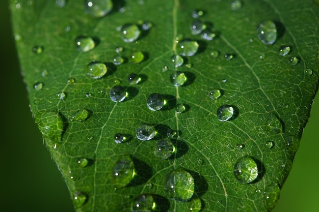 green leaf with water drops after rain natural background