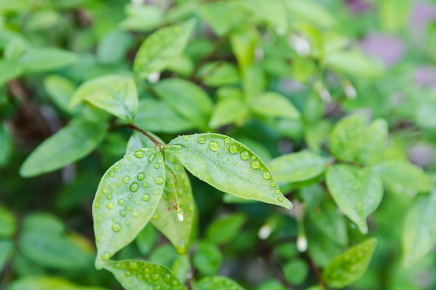 Green leaf with water drops for background