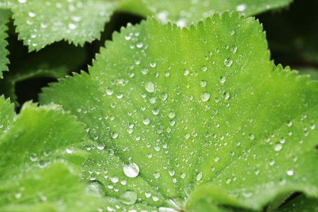 Green leaf with water drops close up