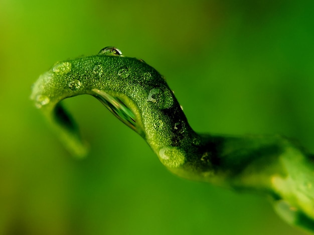 a green leaf with water drops on it and the word eye on it