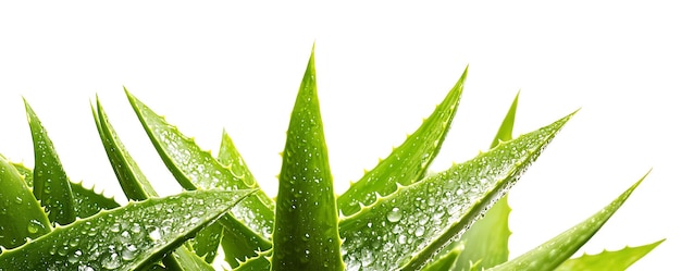 a green leaf with water drops on it