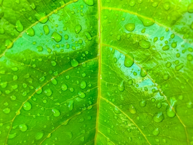 Green leaf with water drops nature background