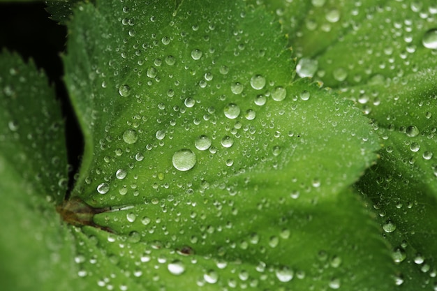 Green leaf with water drops