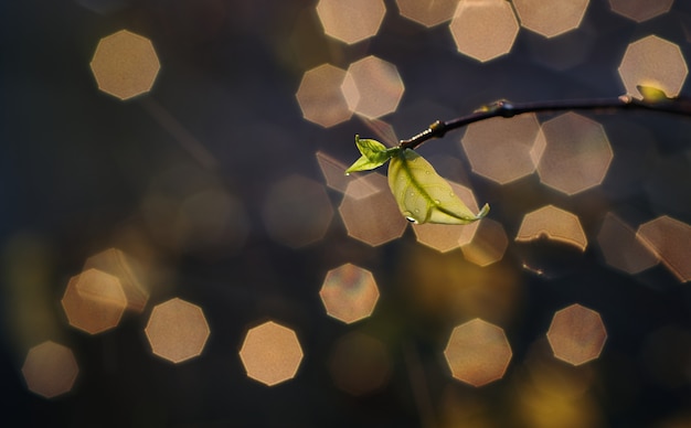 Green leaf with wet and drops in rainy season