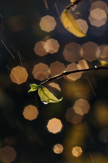 Green leaf with wet and drops in rainy season