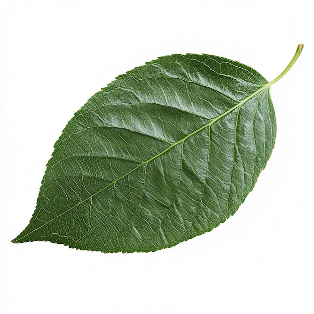 a green leaf with a white background that says quot natural quot