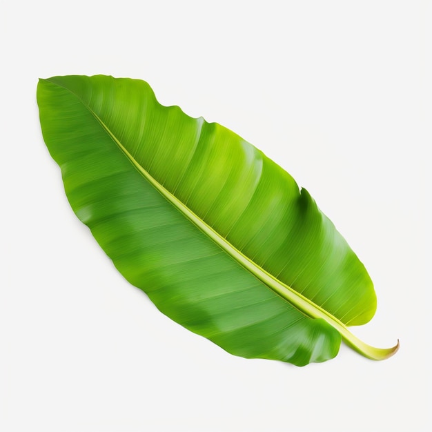 A green leaf with the word banana on it