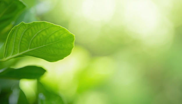 A green leaf with the word green on it