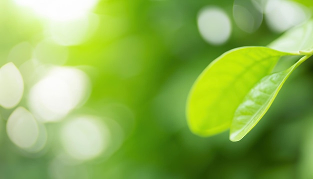 A green leaf with the word green on it