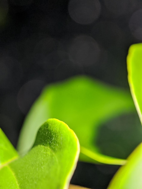 A green leaf with the word " on it " on it