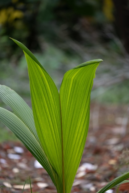 A green leaf with the word " on it's side. "