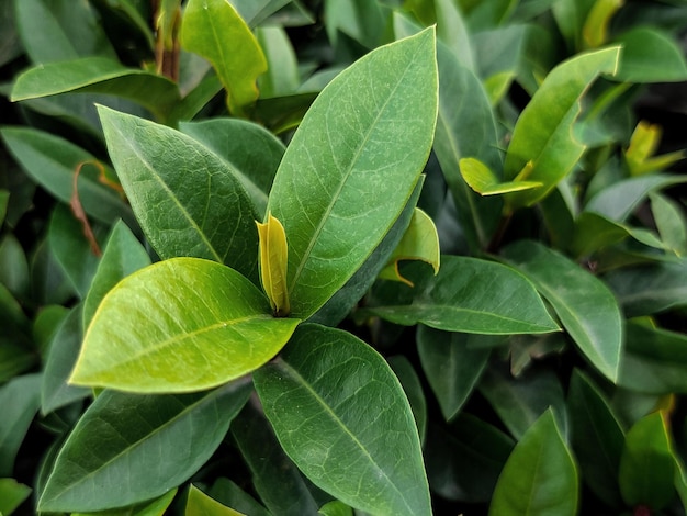 A green leaf with a yellow flower on it