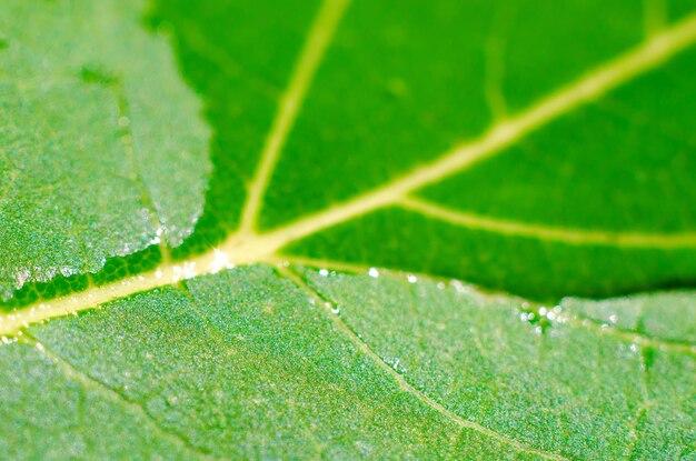 Green leaf