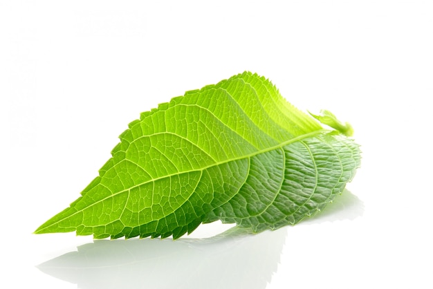 Green leaf