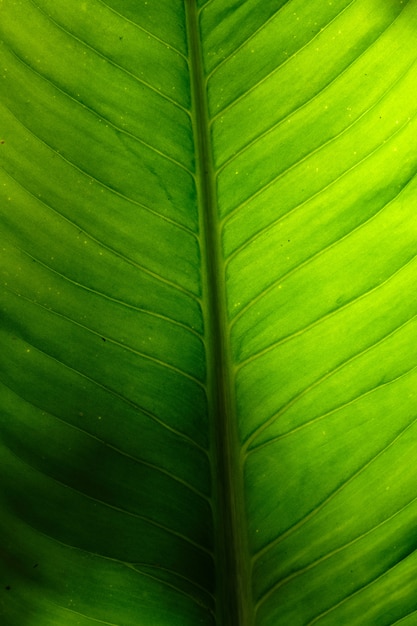 Green leaf 