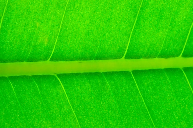 Green leaf