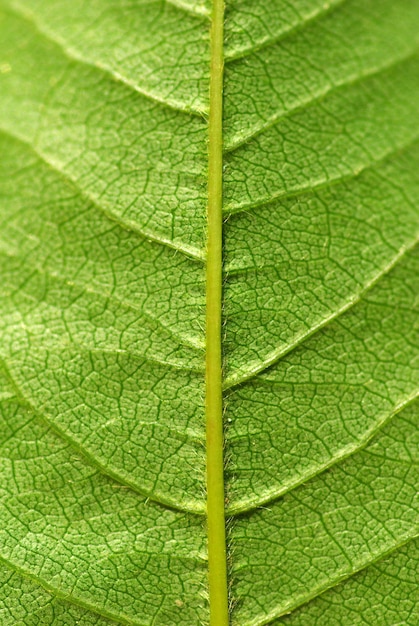 Green leaf