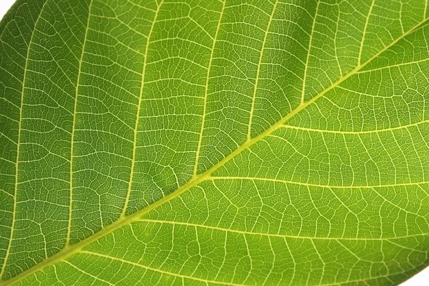 green leaf