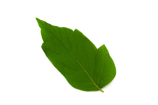 Green leaf