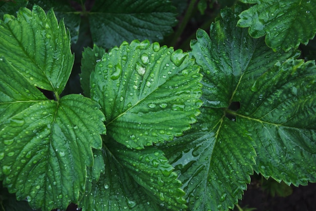 Green leafs of strawberry  with raindrops. 