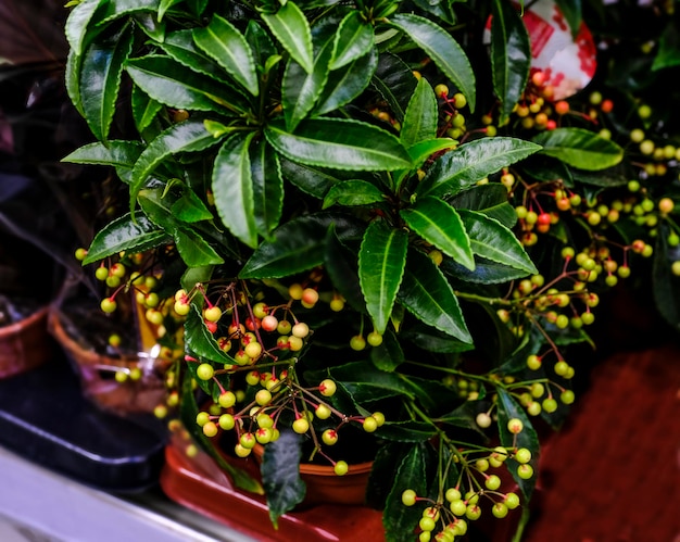 Green leafy ardisia crenata berry plant at floral market. Selective focus