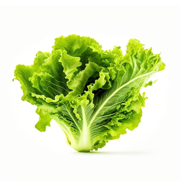 A green leafy lettuce is in front of a white background.