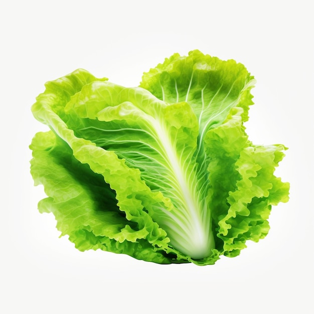 A green leafy lettuce is shown against a white background.