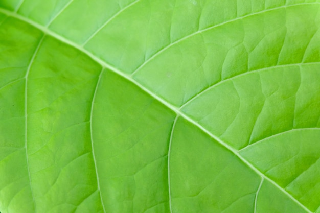 Green leave close up ,soft focus