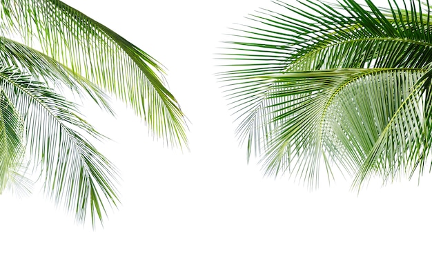 Green leave of coconut palm tree isolated on white background