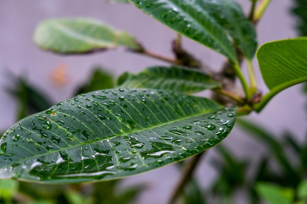 Green leave with drops of water on it