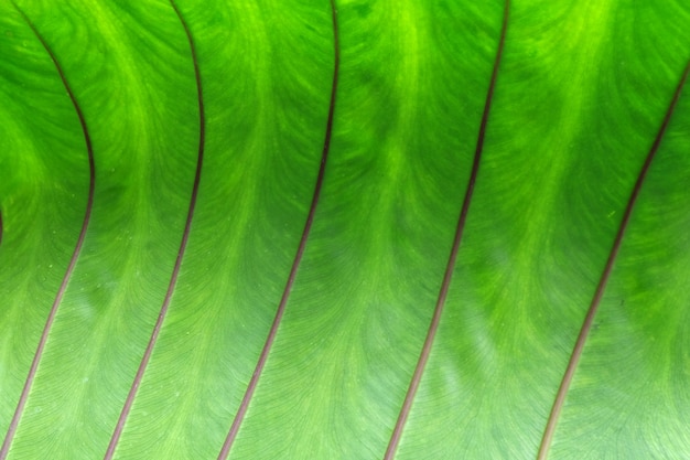 Green leave 