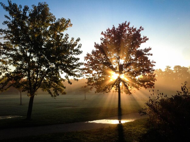 Photo green leaved tree on green grass field during sunset