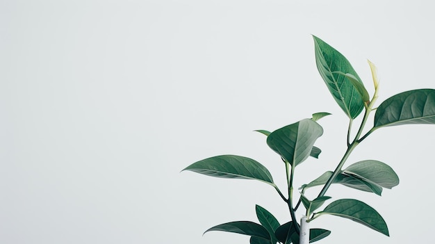 Photo green leaves against a pristine white background emphasizing their natural beauty