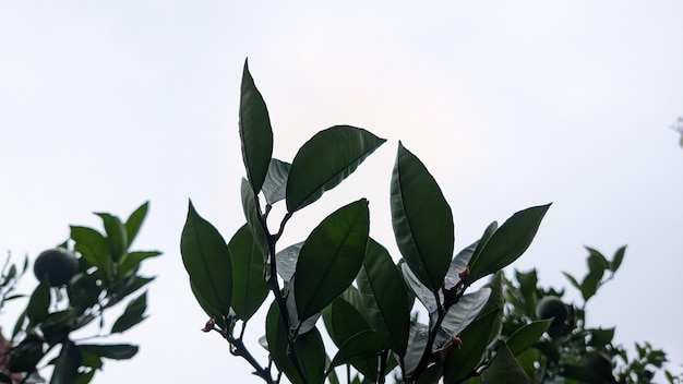 Green leaves against the sky