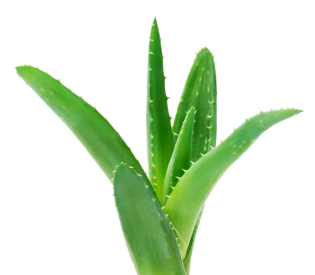 Green leaves of aloe plant close up