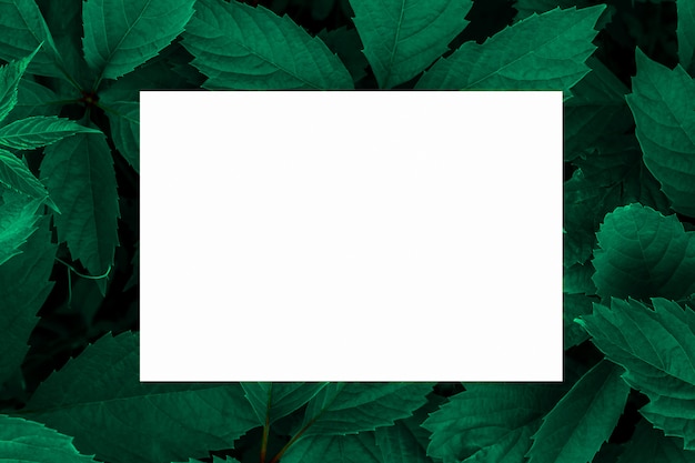 Green leaves as a backdrop and a white sheet of paper for the label.