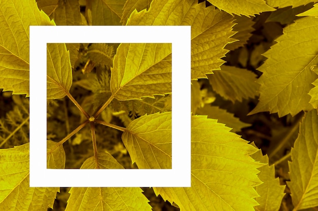 Green leaves as a backdrop and a white sheet of paper for the label.