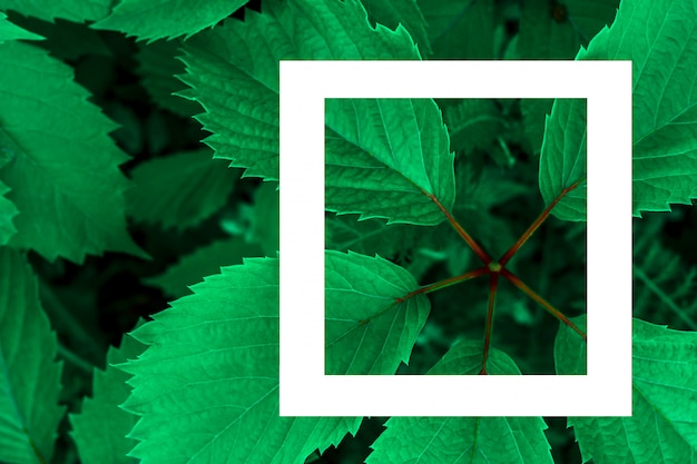 Green leaves as a backdrop and a white sheet of paper for the label.