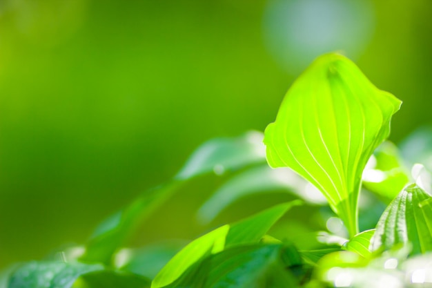 Green leaves background Dew drops on green leaves Drops of water in the sun Eco concept