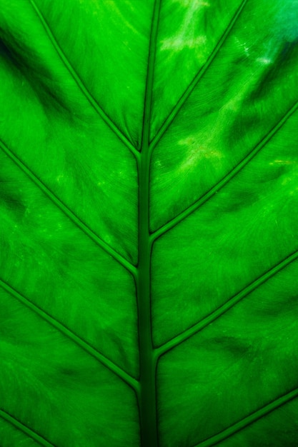 Green leaves background. Green leaves color tone dark  in the morning.