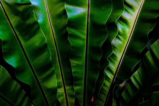 Green leaves background. Green leaves color tone dark  in the morning.