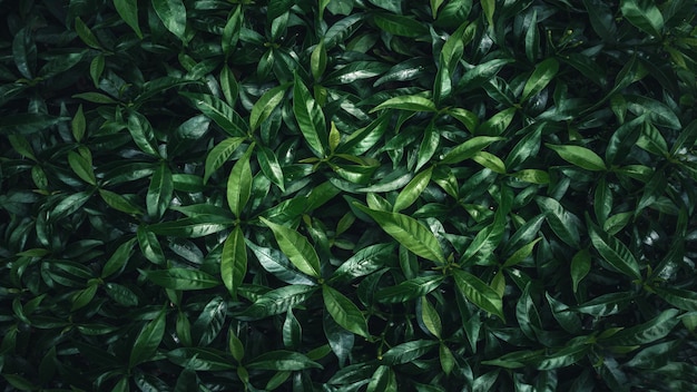 Green leaves background.Green leaves pattern background