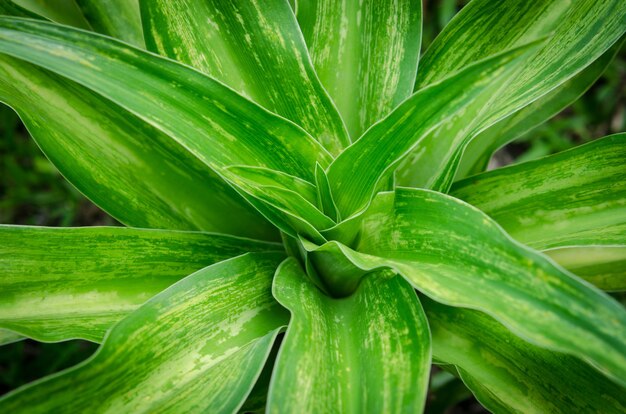 Green leaves background. green plant texture